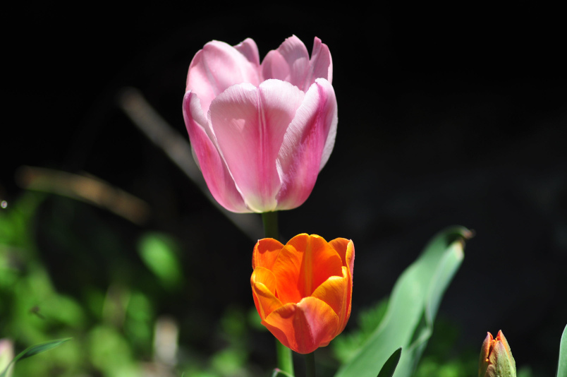 Tough Tulips fought off day after day of sub-freezing temps.